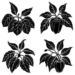 Obraz premium Four black and white pepper plants with leaves in a botanical illustration style vector graphic