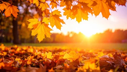 Papier peint photo Coucher de soleil Golden Autumn Sunset: A symphony of warm colors and fallen leaves under a breathtaking sunset, showcasing nature's beauty during the fall season.  © Sarina