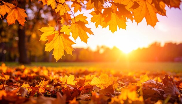 Golden Autumn Sunset: A symphony of warm colors and fallen leaves under a breathtaking sunset, showcasing nature's beauty during the fall season.