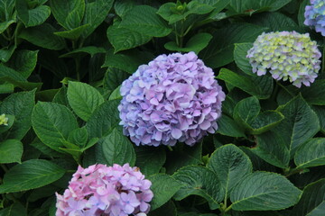 pink and purple hydrangea