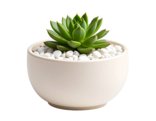 Indoor ceramic plant pot with pebbles and small succulent, isolated on a transparent background