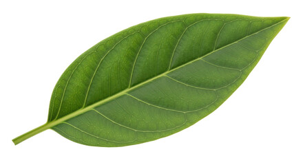 Obraz premium Isolated Green Jackfruit Leaf