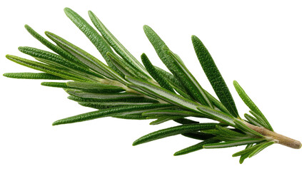 Fototapeta premium Close-up of a sprig of fresh rosemary. Bright green leaves, slender and pointed, are arranged along a stem. Dark background isolates the herb