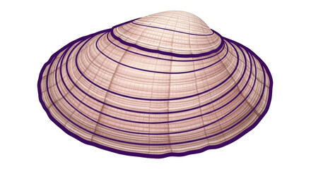 Isolated Clam Shell