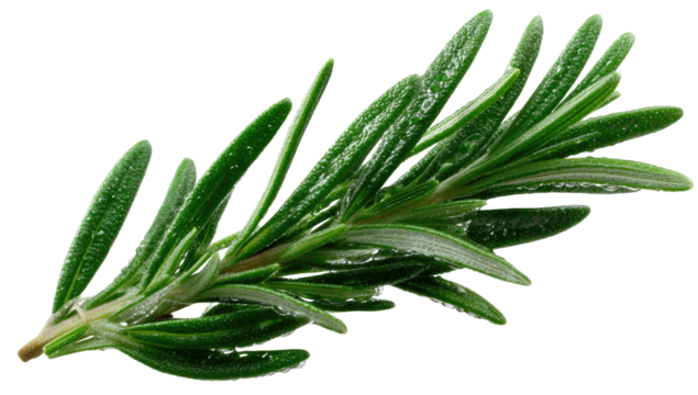 Close-up of fresh rosemary sprig