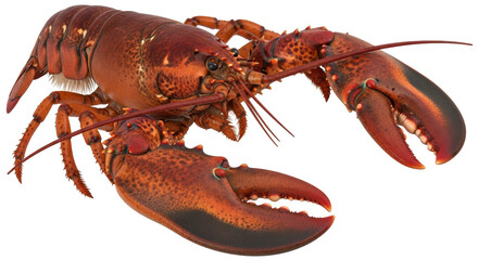 Isolated Lobster