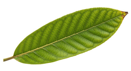 Obraz premium Isolated Green Leaf