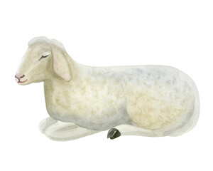 Sleeping sheep watercolor isolated illustration. White cute farm animal clip art in realistic style. Simple lamb sketch for village countryside designs and kids goods