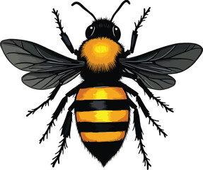 Vector art of a realistic bee with spread wings is viewed from above, isolated on white background
