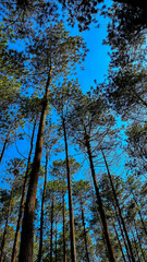 Fototapeta premium This image presents a low-angle view looking up into a canopy of tall trees against a bright blue sky, showcasing the natural beauty of a forest.