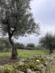 Tranquil Olive Grove on a Cloudy Day
