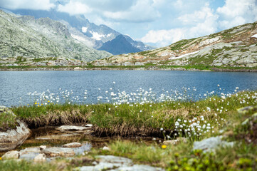 Lakeside View with Summer Wildflowers