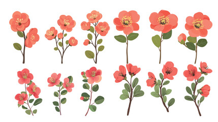 Close-up of vibrant Chaenomeles japonica Japanese quince flowers in full bloom, showcasing bright red-orange blossoms with delicate petals and green leaves, perfect for spring, gardening, nature, 