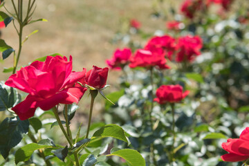 Rot blühende Rosen im Garten