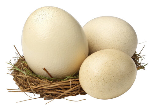ostrich eggs on a isolated transparent background	 - Powered by Adobe