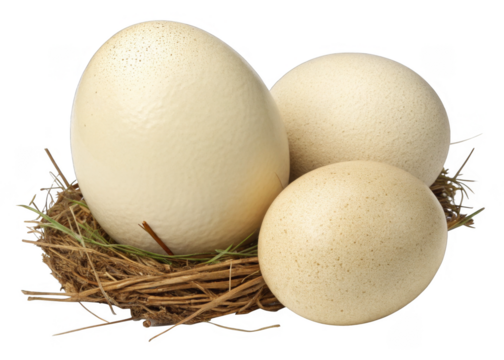 ostrich eggs on a isolated transparent background	