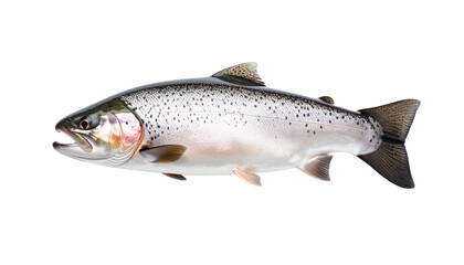 Obraz premium Trout fish isolated on transparent background 
