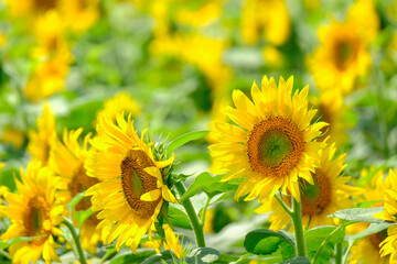 ひまわり　向日葵