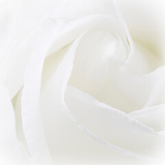 square natural backdrop: close up of white rose flower