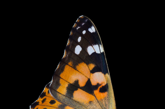 close up of wing of fritillary butterfly against black