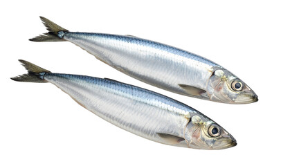 Fototapeta premium sardines fish isolated on transparent background