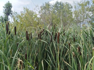reeds in the water