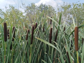 Fototapeta premium reeds in the water
