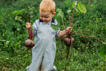 A red-haired boy in a gray jumpsuit holds a freshly pulled beetroot from the garden in two hands. Growing homemade vegetables in an organic garden. Harvesting in the backyard