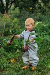 A red-haired boy in a gray jumpsuit holds a freshly pulled beetroot from the garden in two hands. Growing homemade vegetables in an organic garden. Harvesting in the backyard