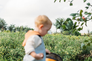 A little red-haired boy is walking in the garden with a bucket in his hands for apples. Out of focus. Selective focus