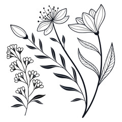 Delicate botanical line drawings of leaves isolated on white background