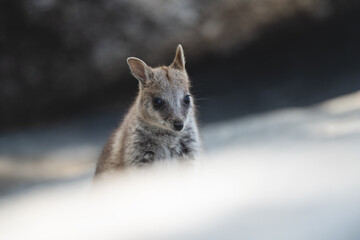 Portrait of a Young Mareeba Rock-Wallaby – Atherton Tablelands, Queensland


This portrait captures a baby Mareeba rock-wallaby (Petrogale mareeba) in the heart of the Atherton Tablelands, FNQ