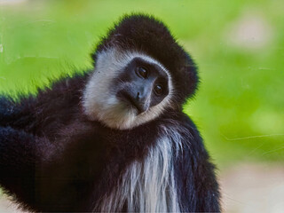 Colobus Monkey Close-Up with Soft Background