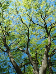 Fototapeta premium 春の新緑の欅の大木と青空