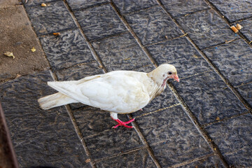 A white pigeon walking on a paved surface, showcasing its delicate features and vibrant colors....
