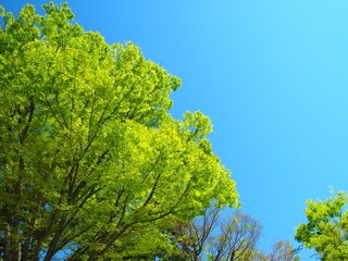 春の新緑の欅の大木と青空