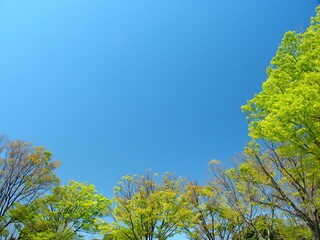 春の新緑の欅の木々と青空