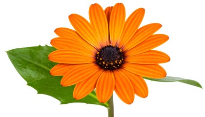 Vibrant orange flower with green leaf