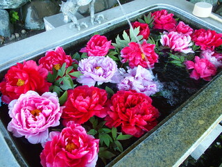 春の手水鉢に浮かぶカラフルなボタンの花