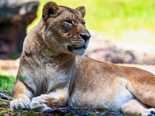 Lioness Reclining in Sunlit Grass with Watchful Expression