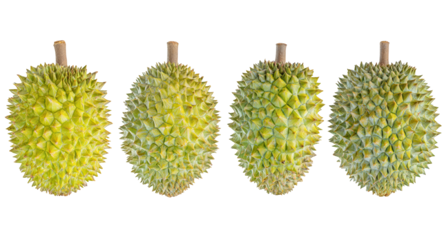 Discover the artistry of vibrant dupas, a celebration of handcrafted textiles and cultural heritage