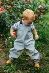 A little boy in a blue raincoat jumpsuit holds a red tomato against a background of flowers. Natural products from the garden