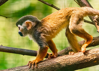 Saimiri cassiquiarensis macrodon, ecuadorian squirrel monkey, on a sunny summer day