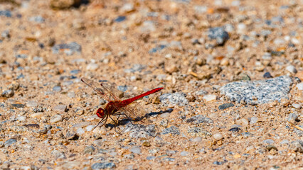 Sympetrum sanguineum, ruddy darter dragonfly, on a sunny summer day