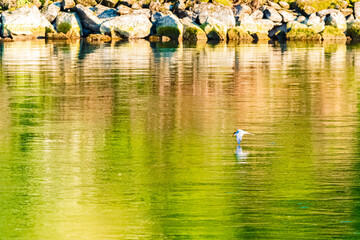 Sterna hirundo, common tern, flying closely above the water on a sunny summer day