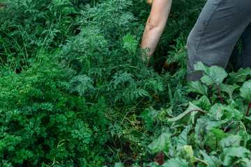 Women's hands pull fresh red-orange carrots from the garden after the rain. Harvesting, natural eco-friendly products