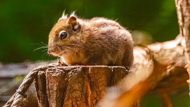 Tamiops swinhoei, Swinhoe's striped squirrel, on a sunny summer day