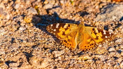 Vanessa cardui, painted lady butterfly, on a sunny summer day