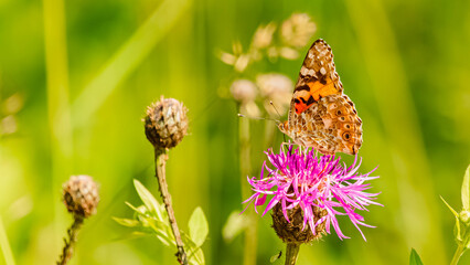 Vanessa cardui, painted lady butterfly, on a sunny summer day