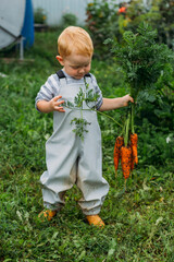 A little boy in a gray-blue jumpsuit and bright yellow boots holds a large bunch of red carrots by the tops. Harvesting in your own garden